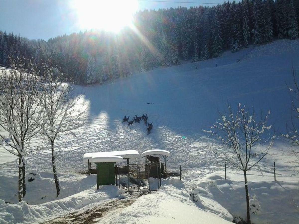 Pension Waldfrieden Оберхармерсбах Экстерьер фото